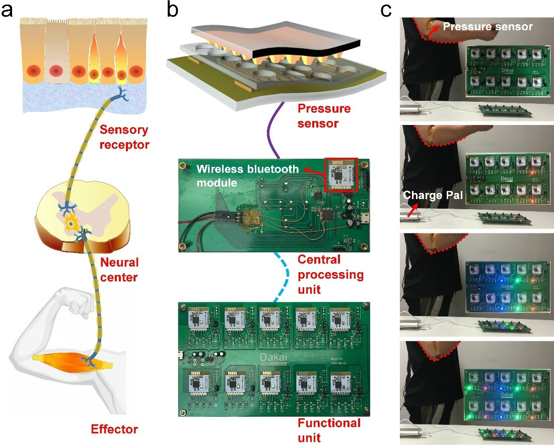 人體及人工反射弧概念示意圖、人工反射弧在真實場景中應用實物圖